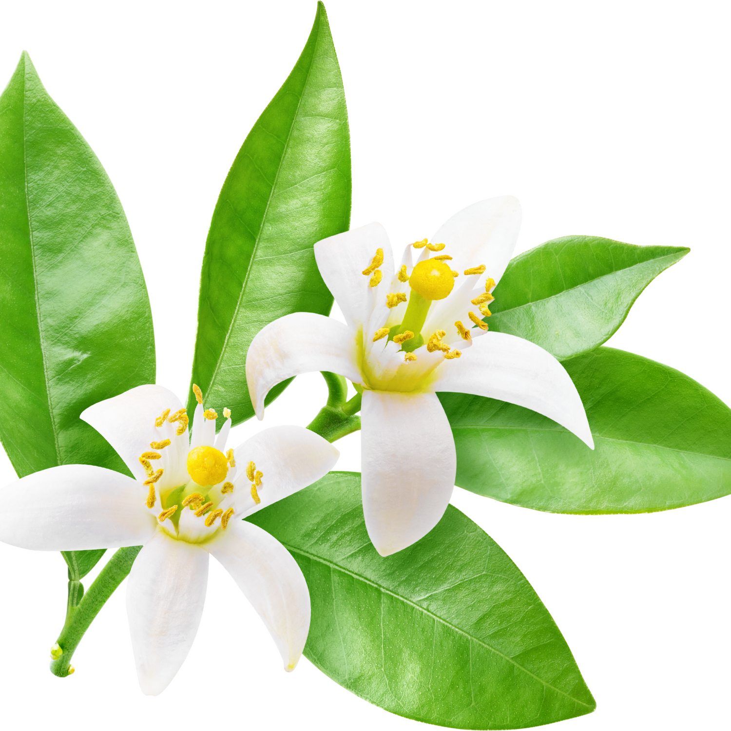 Artículos Cosmética Facial Nirvana Spa- projet28 - Labo Santé Silice